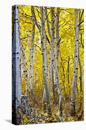 Aspen Trees Along Hwy 395/Conway Pass, California, USA-Joe Restuccia III-Stretched Canvas