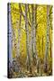 Aspen Trees Along Hwy 395/Conway Pass, California, USA-Joe Restuccia III-Stretched Canvas