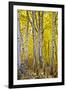 Aspen Trees Along Hwy 395/Conway Pass, California, USA-Joe Restuccia III-Framed Premium Photographic Print