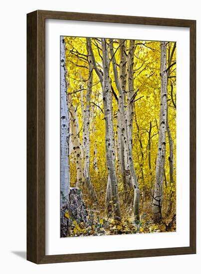 Aspen Trees Along Hwy 395/Conway Pass, California, USA-Joe Restuccia III-Framed Photographic Print