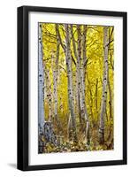 Aspen Trees Along Hwy 395/Conway Pass, California, USA-Joe Restuccia III-Framed Photographic Print