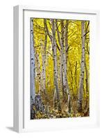 Aspen Trees Along Hwy 395/Conway Pass, California, USA-Joe Restuccia III-Framed Photographic Print