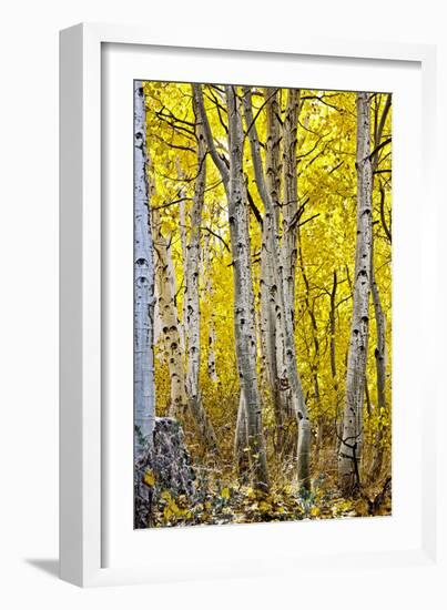 Aspen Trees Along Hwy 395/Conway Pass, California, USA-Joe Restuccia III-Framed Photographic Print