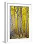 Aspen Trees Along Hwy 395/Conway Pass, California, USA-Joe Restuccia III-Framed Photographic Print