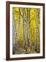 Aspen Trees Along Hwy 395/Conway Pass, California, USA-Joe Restuccia III-Framed Photographic Print