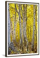 Aspen Trees Along Hwy 395/Conway Pass, California, USA-Joe Restuccia III-Framed Premium Photographic Print