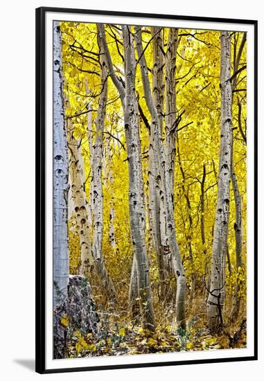 Aspen Trees Along Hwy 395/Conway Pass, California, USA-Joe Restuccia III-Framed Premium Photographic Print