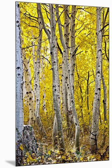 Aspen Trees Along Hwy 395/Conway Pass, California, USA-Joe Restuccia III-Mounted Premium Photographic Print