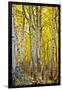 Aspen Trees Along Hwy 395/Conway Pass, California, USA-Joe Restuccia III-Framed Premium Photographic Print