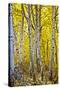 Aspen Trees Along Hwy 395/Conway Pass, California, USA-Joe Restuccia III-Stretched Canvas