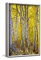 Aspen Trees Along Hwy 395/Conway Pass, California, USA-Joe Restuccia III-Framed Photographic Print