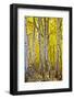 Aspen Trees Along Hwy 395/Conway Pass, California, USA-Joe Restuccia III-Framed Photographic Print