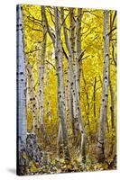 Aspen Trees Along Hwy 395/Conway Pass, California, USA-Joe Restuccia III-Stretched Canvas