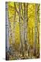 Aspen Trees Along Hwy 395/Conway Pass, California, USA-Joe Restuccia III-Stretched Canvas