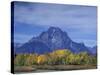 Aspen Trees along Oxbow Bend, Grand Tetons National Park, Wyoming, USA-Hugh Rose-Stretched Canvas