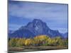 Aspen Trees along Oxbow Bend, Grand Tetons National Park, Wyoming, USA-Hugh Rose-Mounted Photographic Print