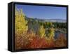 Aspen Trees and Black Hawthorn, Grand Teton National Park, Wyoming, USA-Rolf Nussbaumer-Framed Stretched Canvas