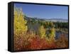 Aspen Trees and Black Hawthorn, Grand Teton National Park, Wyoming, USA-Rolf Nussbaumer-Framed Stretched Canvas