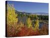 Aspen Trees and Black Hawthorn, Grand Teton National Park, Wyoming, USA-Rolf Nussbaumer-Stretched Canvas