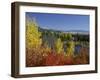 Aspen Trees and Black Hawthorn, Grand Teton National Park, Wyoming, USA-Rolf Nussbaumer-Framed Photographic Print
