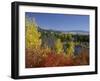 Aspen Trees and Black Hawthorn, Grand Teton National Park, Wyoming, USA-Rolf Nussbaumer-Framed Photographic Print