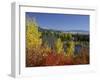 Aspen Trees and Black Hawthorn, Grand Teton National Park, Wyoming, USA-Rolf Nussbaumer-Framed Photographic Print