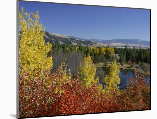 Aspen Trees and Black Hawthorn, Grand Teton National Park, Wyoming, USA-Rolf Nussbaumer-Mounted Photographic Print