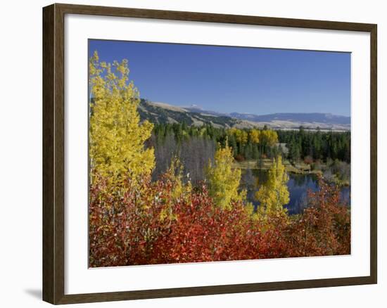 Aspen Trees and Black Hawthorn, Grand Teton National Park, Wyoming, USA-Rolf Nussbaumer-Framed Photographic Print