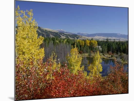 Aspen Trees and Black Hawthorn, Grand Teton National Park, Wyoming, USA-Rolf Nussbaumer-Mounted Photographic Print