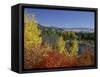 Aspen Trees and Black Hawthorn, Grand Teton National Park, Wyoming, USA-Rolf Nussbaumer-Framed Stretched Canvas