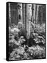 Aspen Trees and Cow Parsnip in White River National Forest, Colorado, USA-Adam Jones-Framed Stretched Canvas