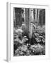 Aspen Trees and Cow Parsnip in White River National Forest, Colorado, USA-Adam Jones-Framed Premium Photographic Print