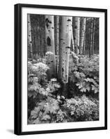 Aspen Trees and Cow Parsnip in White River National Forest, Colorado, USA-Adam Jones-Framed Premium Photographic Print