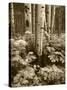 Aspen Trees and Cow Parsnip in White River National Forest, Colorado, USA-Adam Jones-Stretched Canvas