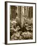 Aspen Trees and Cow Parsnip in White River National Forest, Colorado, USA-Adam Jones-Framed Photographic Print