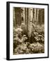 Aspen Trees and Cow Parsnip in White River National Forest, Colorado, USA-Adam Jones-Framed Photographic Print