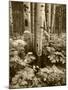 Aspen Trees and Cow Parsnip in White River National Forest, Colorado, USA-Adam Jones-Mounted Photographic Print