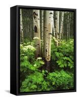 Aspen Trees and Cow Parsnip in White River National Forest, Colorado, USA-Adam Jones-Framed Stretched Canvas