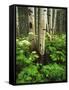 Aspen Trees and Cow Parsnip in White River National Forest, Colorado, USA-Adam Jones-Framed Stretched Canvas