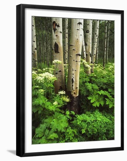 Aspen Trees and Cow Parsnip in White River National Forest, Colorado, USA-Adam Jones-Framed Premium Photographic Print