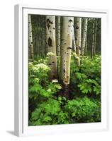 Aspen Trees and Cow Parsnip in White River National Forest, Colorado, USA-Adam Jones-Framed Premium Photographic Print