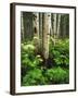 Aspen Trees and Cow Parsnip in White River National Forest, Colorado, USA-Adam Jones-Framed Premium Photographic Print