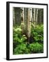 Aspen Trees and Cow Parsnip in White River National Forest, Colorado, USA-Adam Jones-Framed Premium Photographic Print