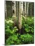 Aspen Trees and Cow Parsnip in White River National Forest, Colorado, USA-Adam Jones-Mounted Premium Photographic Print