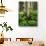 Aspen Trees and Cow Parsnip in White River National Forest, Colorado, USA-Adam Jones-Photographic Print displayed on a wall