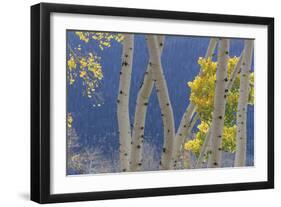 Aspen Trees and Hillside-Don Paulson-Framed Giclee Print