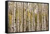 Aspen Trees and Scrub Oak Create Swaths of Color in the West Elk Mountains in Sw Colorado-Sergio Ballivian-Framed Stretched Canvas