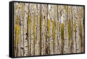 Aspen Trees and Scrub Oak Create Swaths of Color in the West Elk Mountains in Sw Colorado-Sergio Ballivian-Framed Stretched Canvas