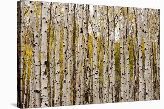Aspen Trees and Scrub Oak Create Swaths of Color in the West Elk Mountains in Sw Colorado-Sergio Ballivian-Stretched Canvas