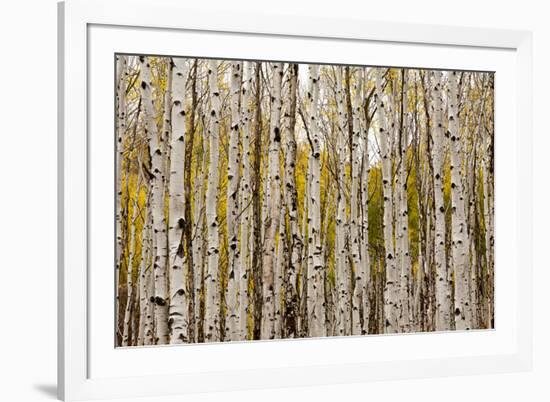 Aspen Trees and Scrub Oak Create Swaths of Color in the West Elk Mountains in Sw Colorado-Sergio Ballivian-Framed Photographic Print